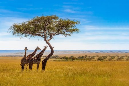 Maasai Traditions and Kenya’s Natural Wonders Safari