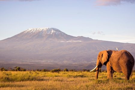 Explore Kenya’s Wilderness: Safari, Culture, Kilimanjaro