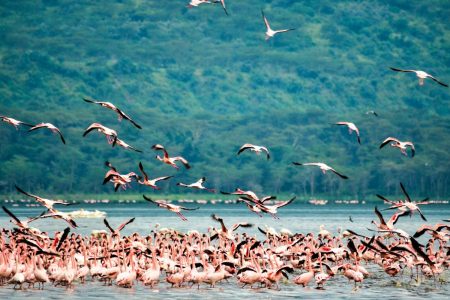Explore Kenya’s Hidden Safari Gems with Mapshore