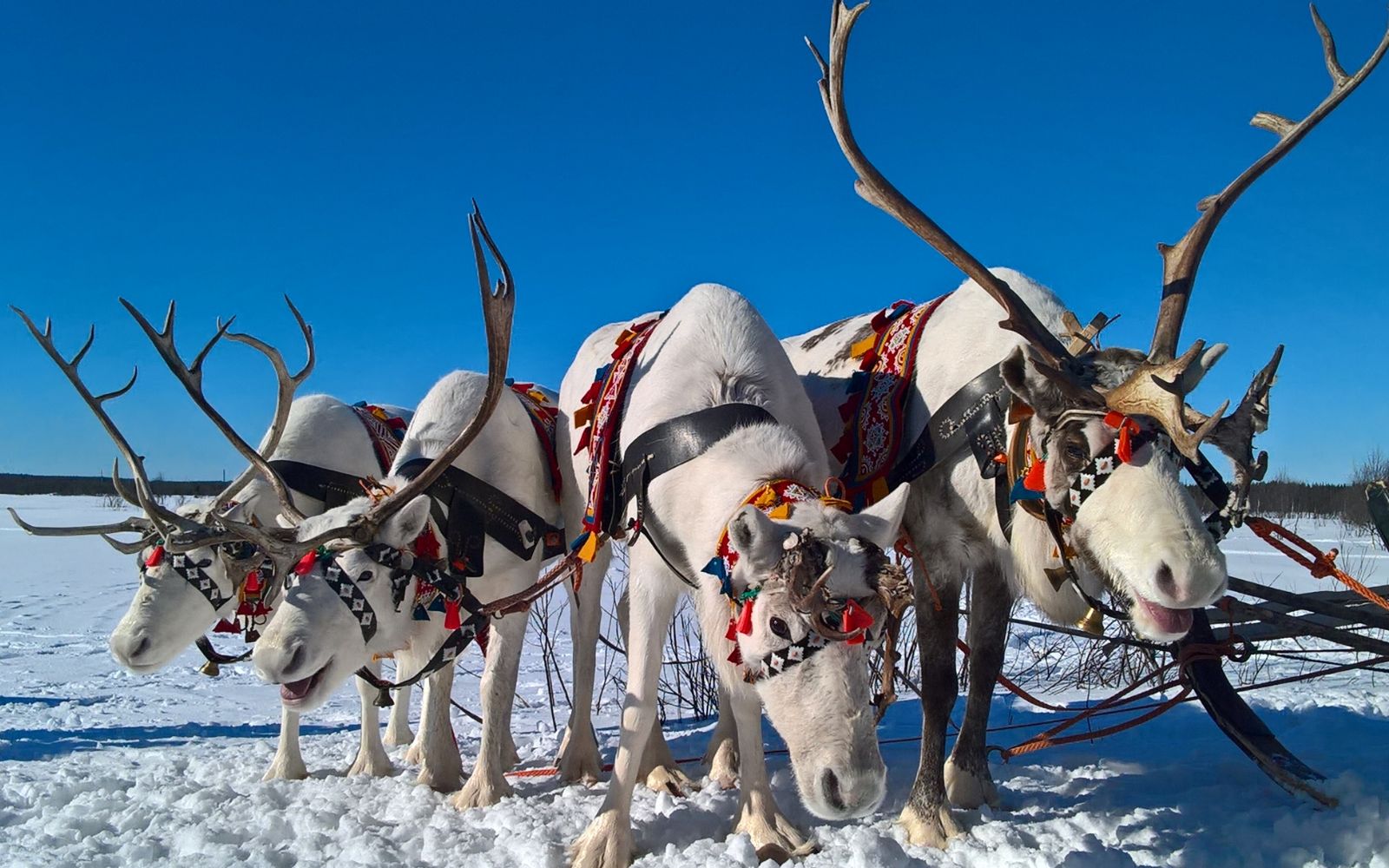 Russia Eid-Ul-Fitr Special 2026 – Northern Lights Experience | 5 nights/ 6 days