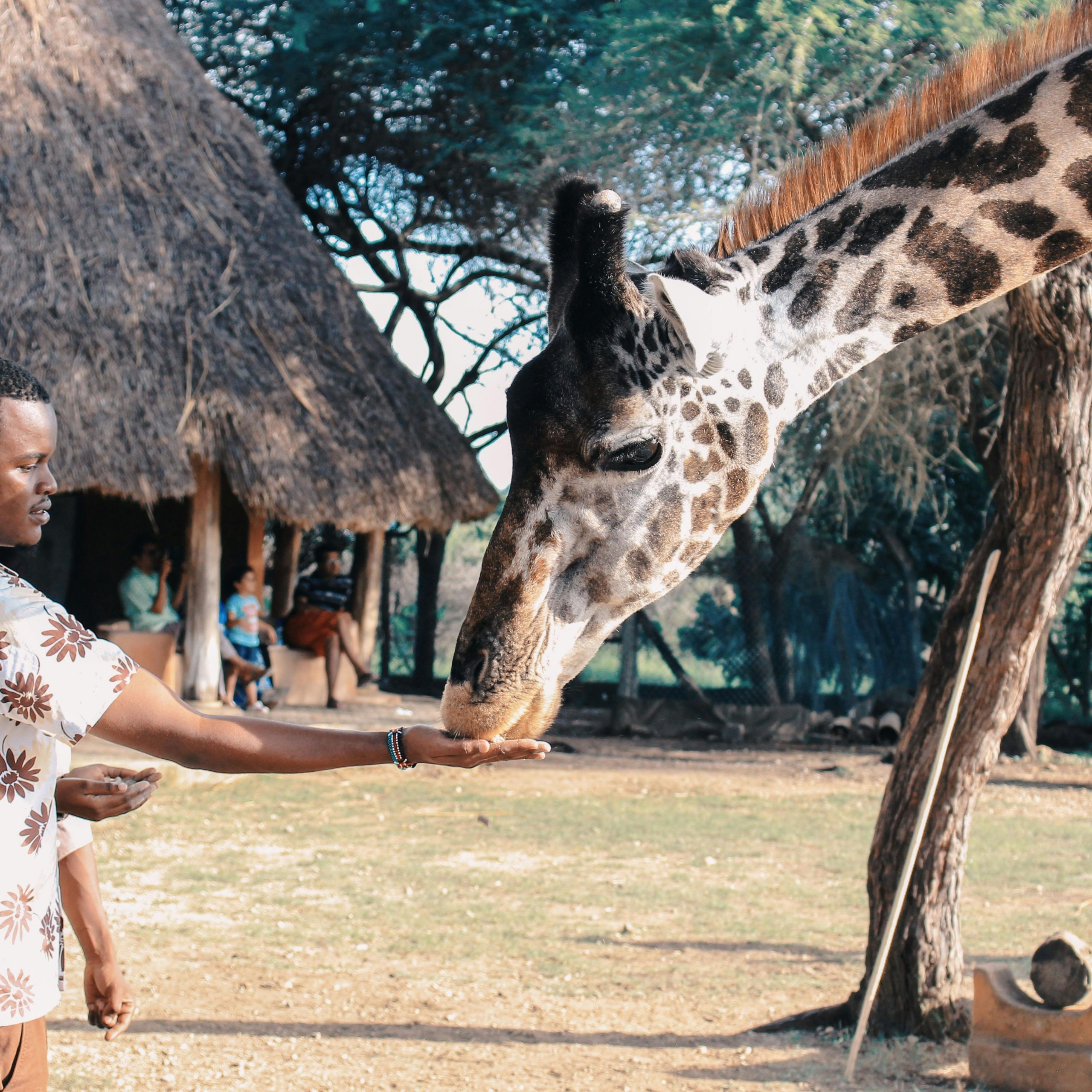 The Land of Big Five- Kenya Package | 4N 5D
