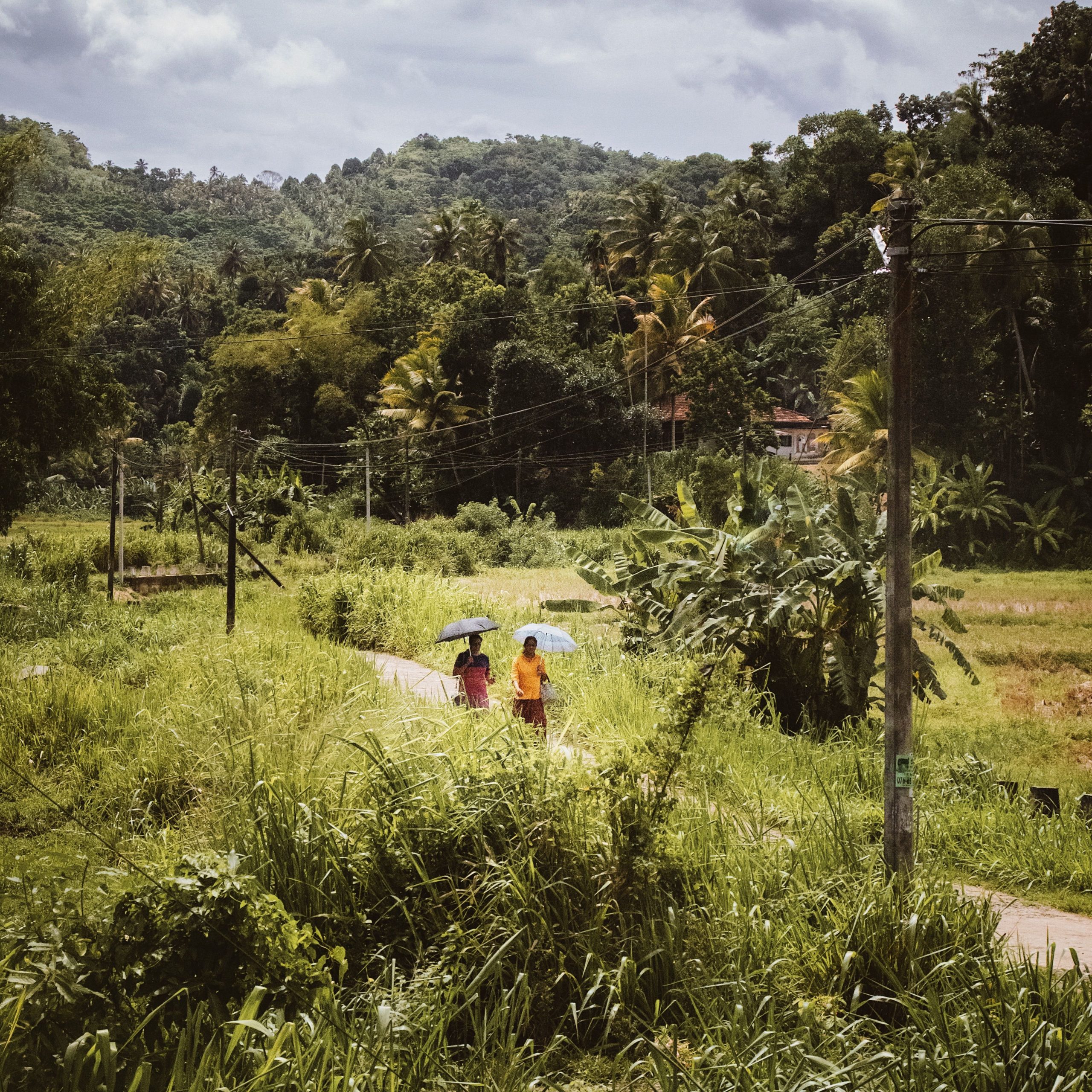 Sri Lanka Tour Package: Explore Kandy, Nuwara Eliya, Bentota & Colombo | 4N 5D