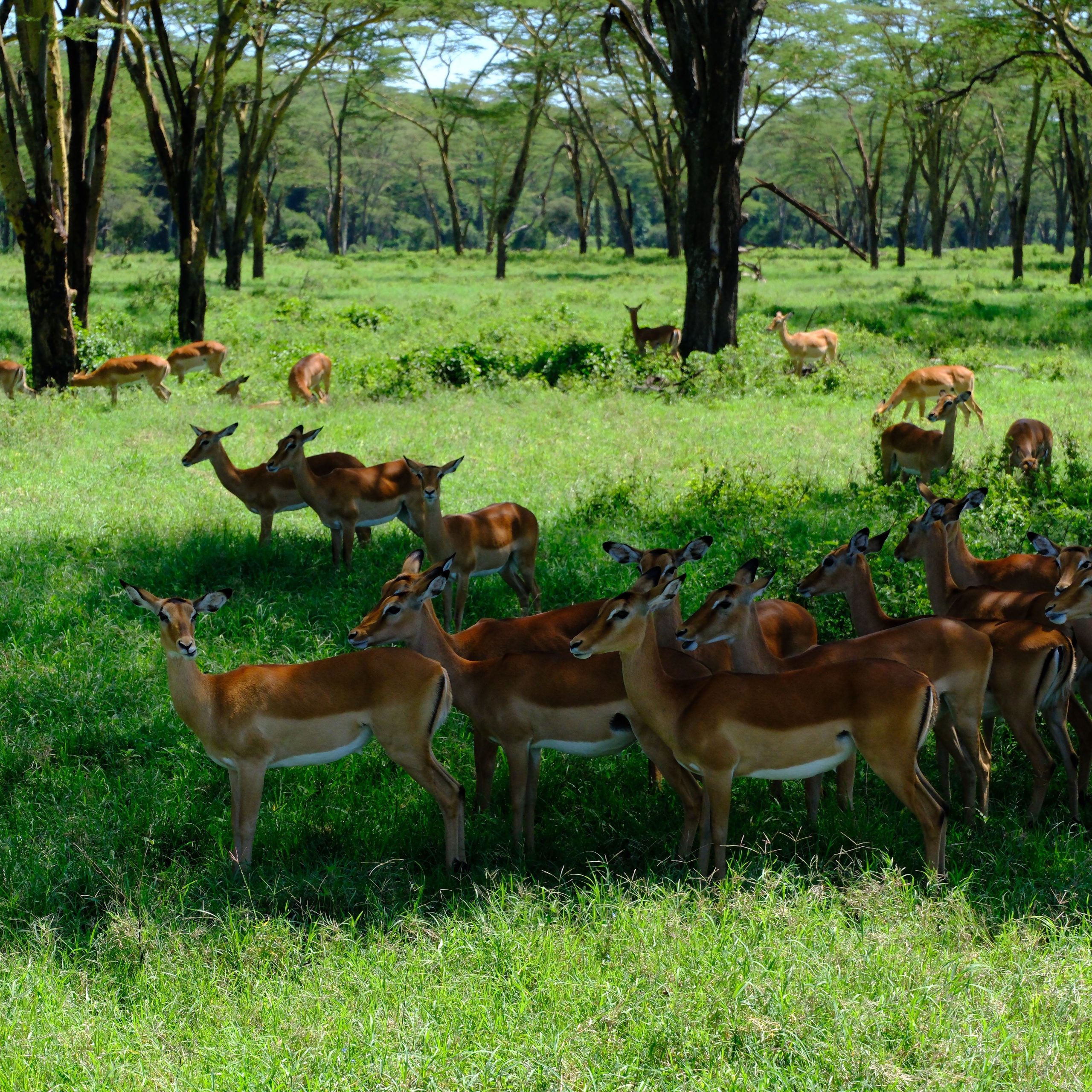 The Land of Big Five- Kenya Package | 4N 5D