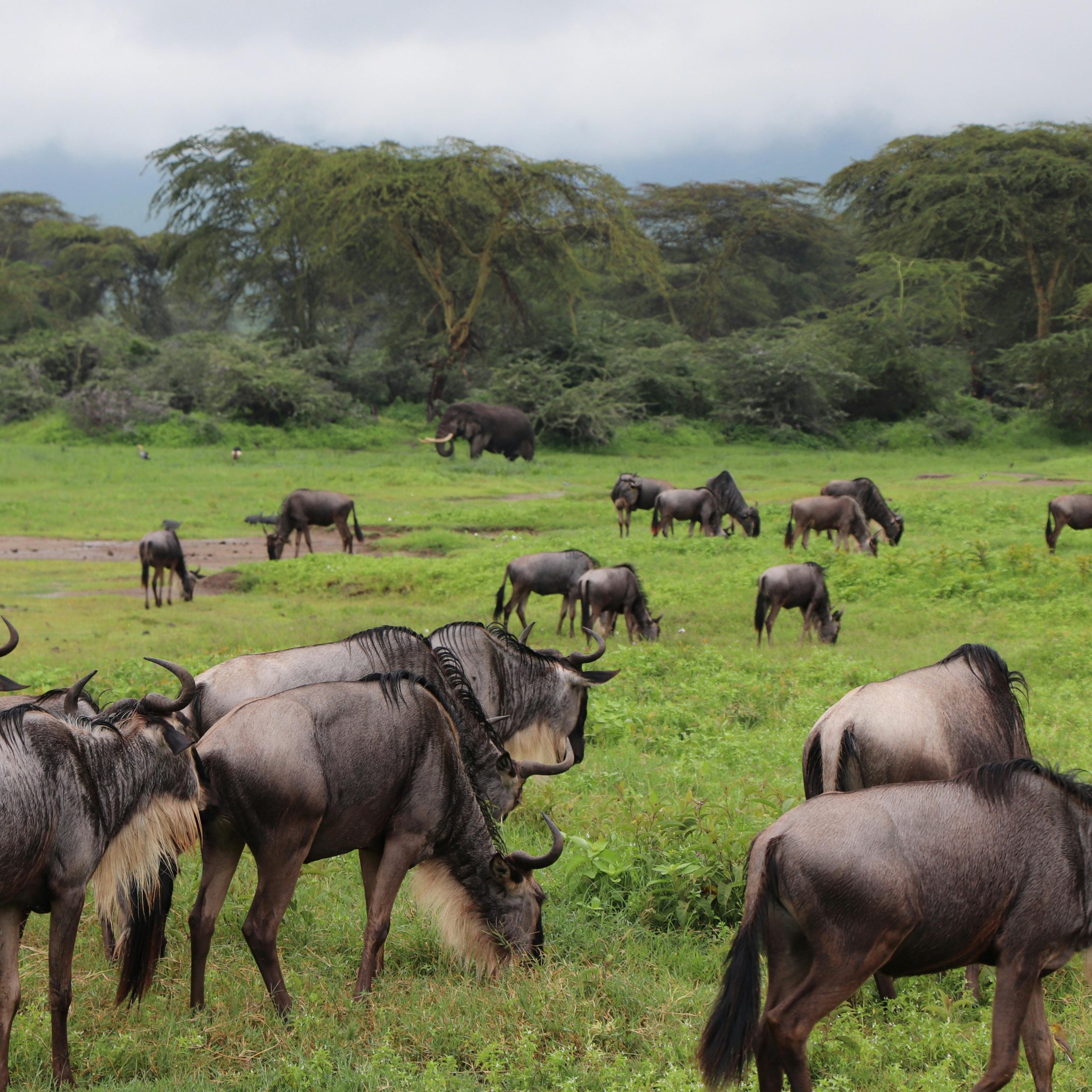 The Land of Big Five- Kenya Package | 4N 5D