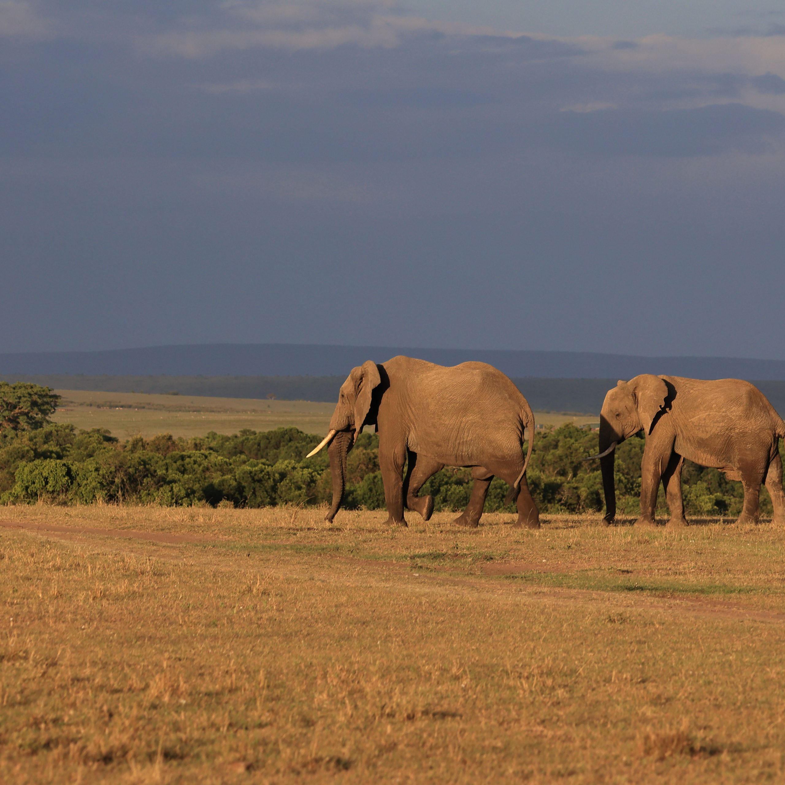 The Land of Big Five- Kenya Package | 4N 5D