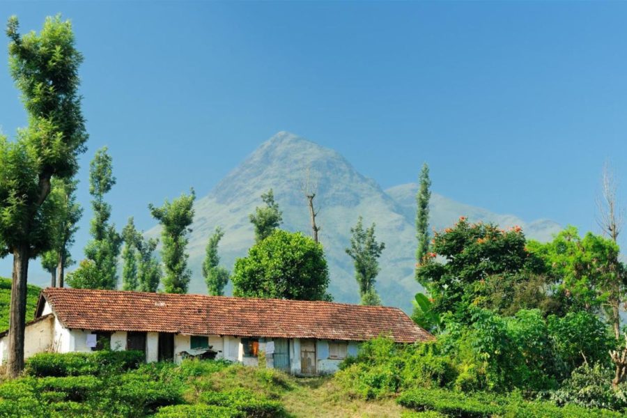 Wayanad Unplugged: Trek, Explore, Experience Nature