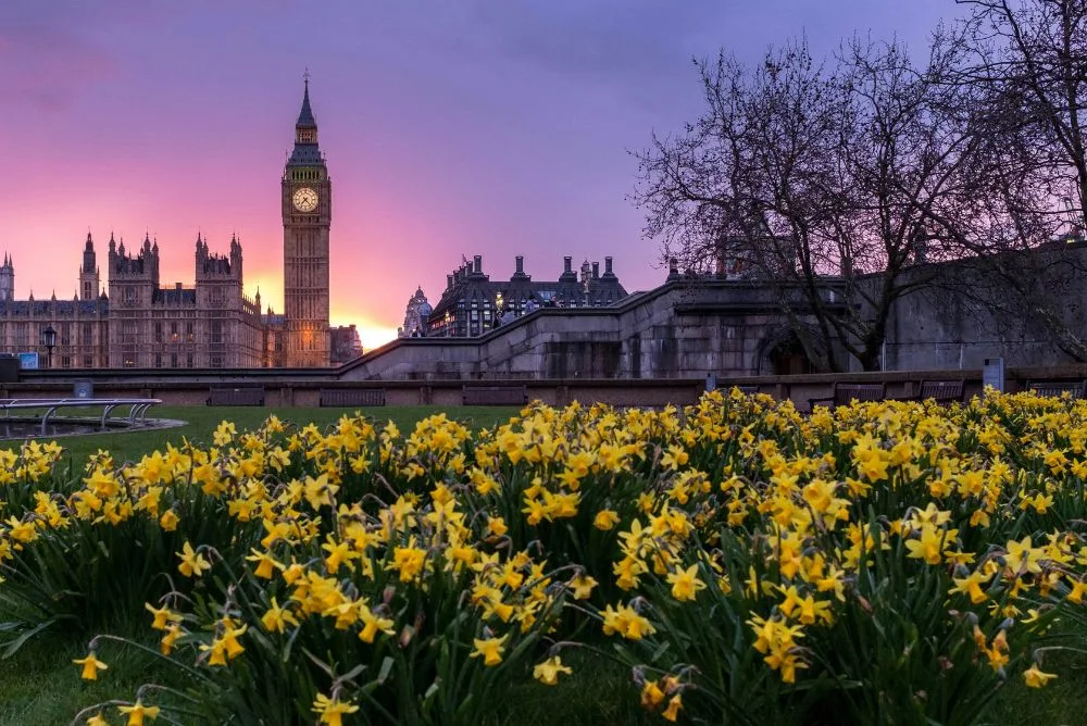 Big Ben and the Houses of Parliament at dusk, with daffodils in the foreground