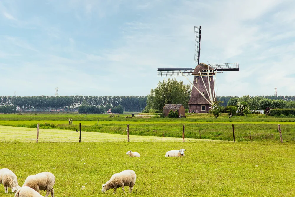 A Dutch windmill in a green field with sheep grazing in front of it