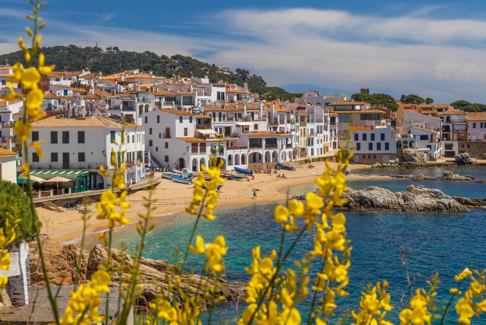 Whitewashed houses above a cove on the Costa Brava, with mimosa in bloom