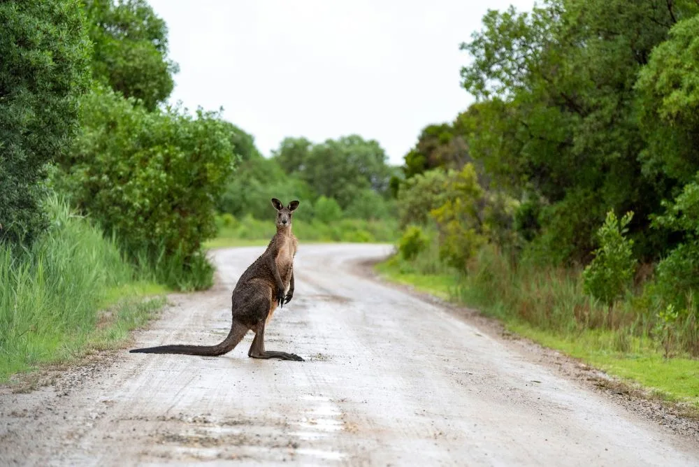 A kangaroo standing on a quiet country road lined with gum trees